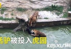 大驴爆料胜仔视频大全最新,胜仔视频大全精彩瞬间大盘点