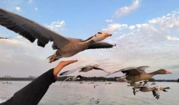 新闻爆料临沂大雁哥,守护生态家园的环保使者