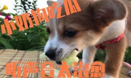 娱乐吃瓜君小奶狗