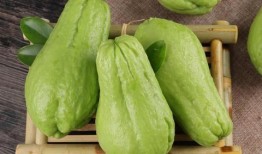 网红吃佛手瓜是真的吗知乎,揭秘网络热传的真实性