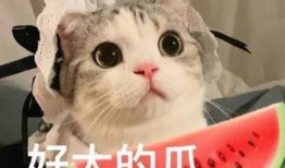 坐等吃瓜的网红,揭秘网红界的“瓜田”盛景