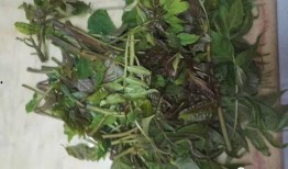 野菜生活爆料怎么做的视频,自制美味野菜食谱大揭秘