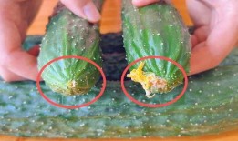 黄瓜的爆料视频在哪看,揭秘热门视频观看途径