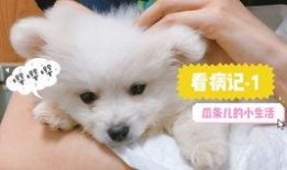 娱乐吃瓜君小奶狗