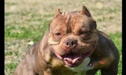 娱乐吃瓜君小奶狗