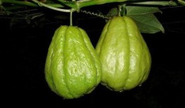 网红吃佛手瓜是真的吗知乎,揭秘网络热传的真实性