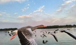 新闻爆料临沂大雁哥,守护生态家园的环保使者