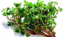 野菜生活爆料怎么做的视频,自制美味野菜食谱大揭秘