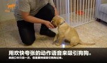 知名狗崽爆料视频大全集,揭秘娱乐圈幕后真相