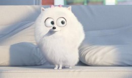 爱宠大机密免费完整版在线观看,免费完整版在线观看，欢乐宠物世界等你探索