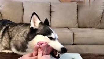 要哈士奇大腚娱乐吃瓜酱,吃瓜酱带你领略萌宠界的欢乐盛宴